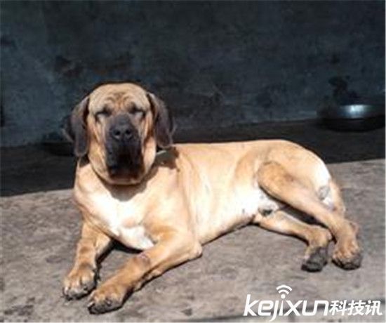 世界最凶悍的犬类排行 最厉害的狗有哪些?