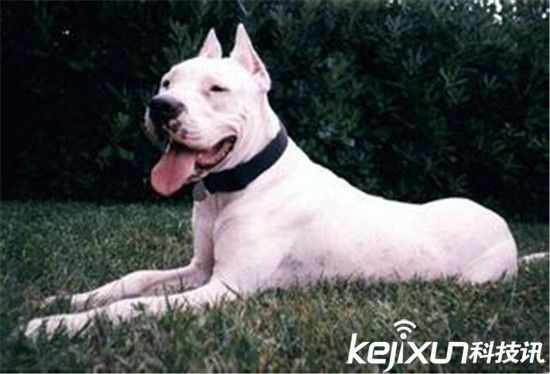 世界最凶悍的犬类排行 最厉害的狗有哪些？