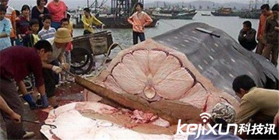 全球十大巨型动物：巨型蚯蚓比蟒蛇还长