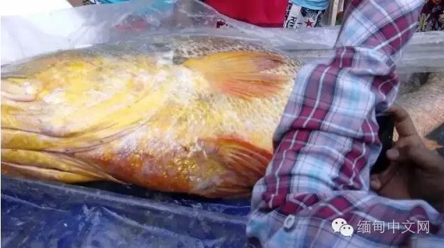中国 土豪买 走 缅甸 18万元 天价鱼 - 缅甸 |唇鱼|人民