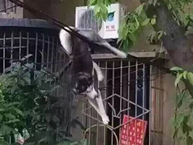 重庆一 哈士奇失足坠楼  网友:笑不拢嘴-哈士奇|坠