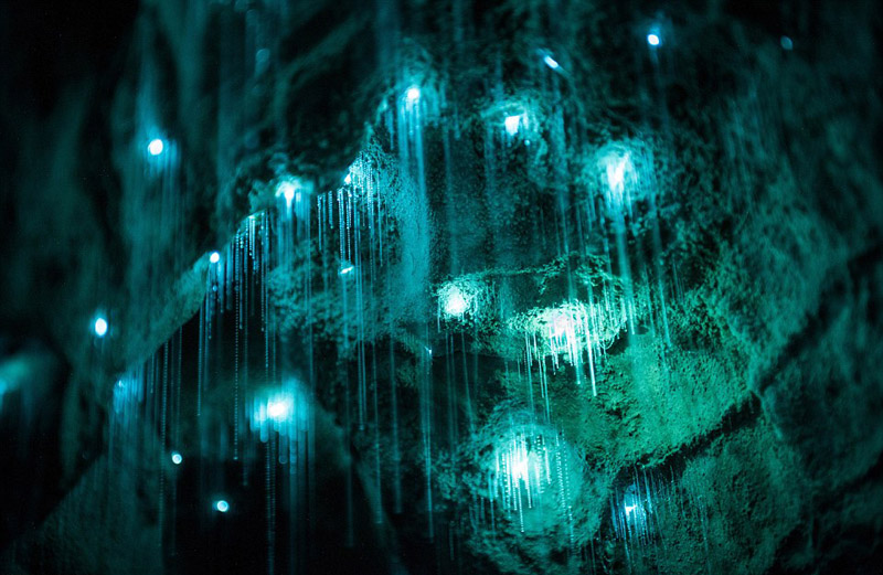 探秘萤火虫洞穴 如阿凡达蓝光世界-萤火虫