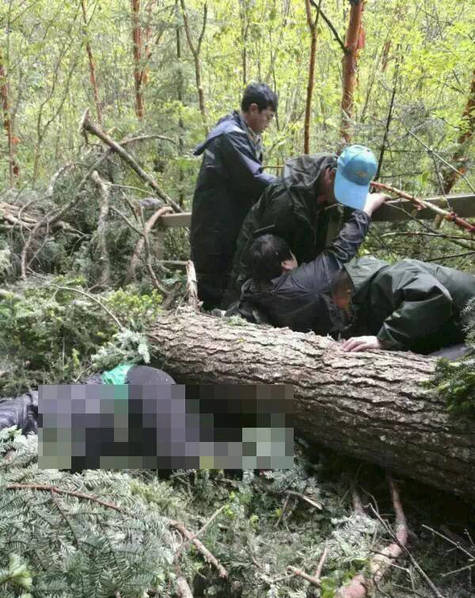 九寨沟景区风吹倒大树 2游客被砸身亡-九寨沟