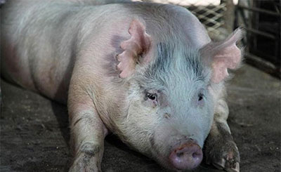 人猪合体混合细胞研究成功 在动物体内培育人类器官|人猪|合体-社会-川北在线-川北全搜索