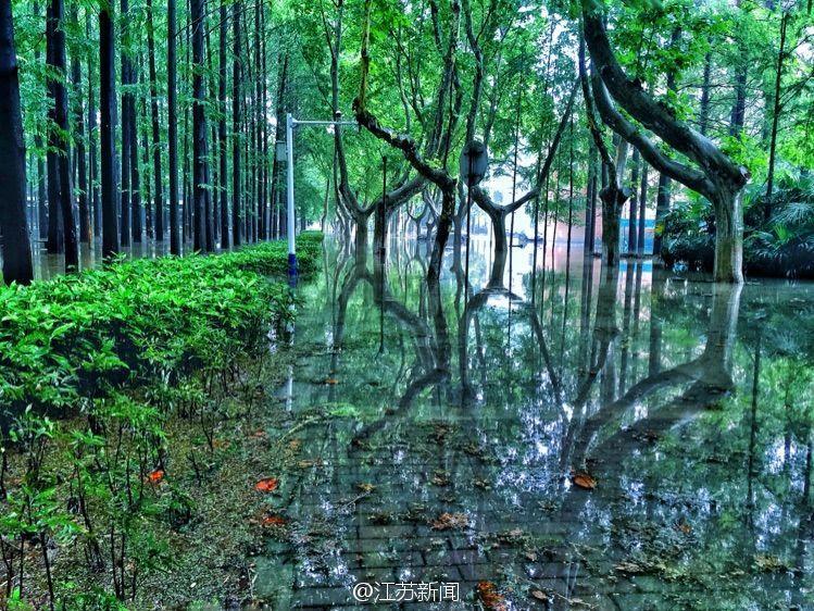 暴雨过后 南京理工大学变奇幻森林-中国学网