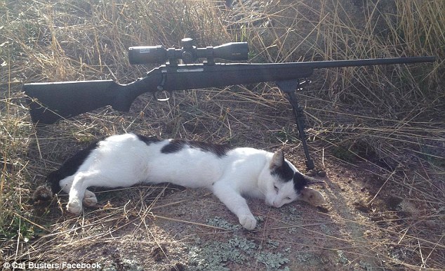 澳团体专杀流窜宠物猫 网晒死猫引争议-宠物猫