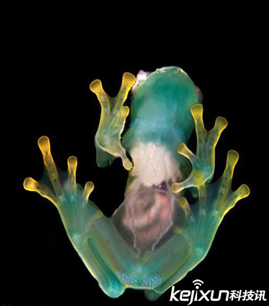 世界最小青蛙 碧绿可爱可清晰看到内脏-世界最