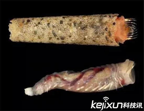蛋卷冰淇淋蠕虫:虽然有冰淇淋这几个字,但我并不想吃