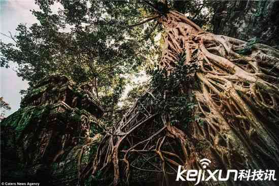 恐怖食人树竟可虐杀动物!世界8大恐怖植物