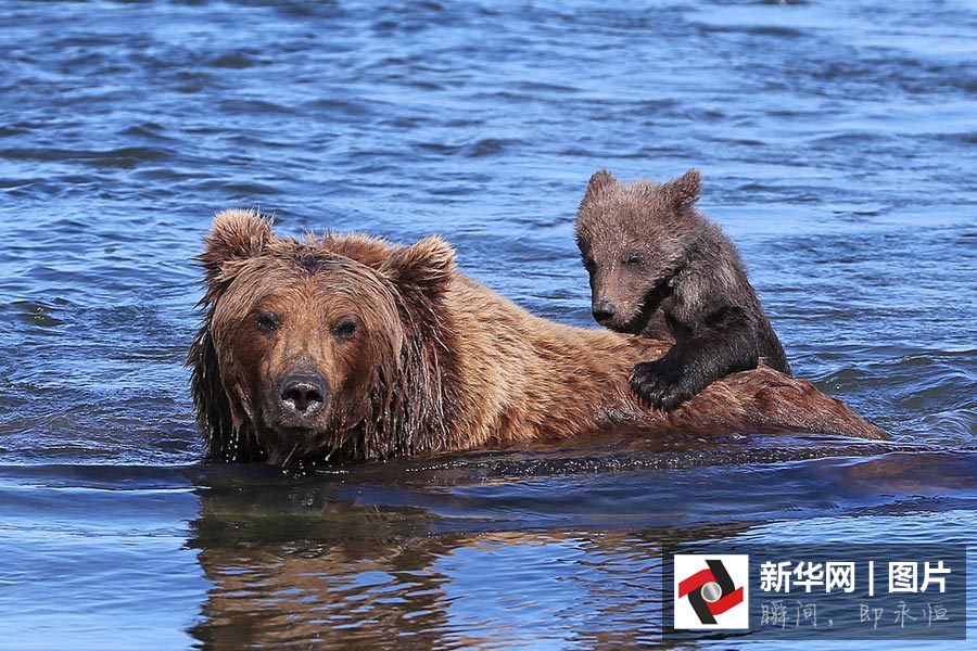 美国一棕熊妈妈背熊宝过河画面温馨