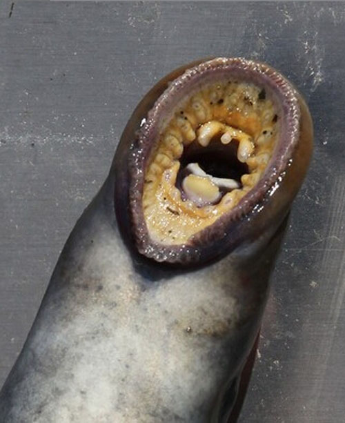 为了养育这种曾在英国绝迹的七鳃鳗,英国环保组织采取了多项措施,包括