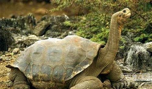 长见识了 世界上十五只最大的巨无霸动物