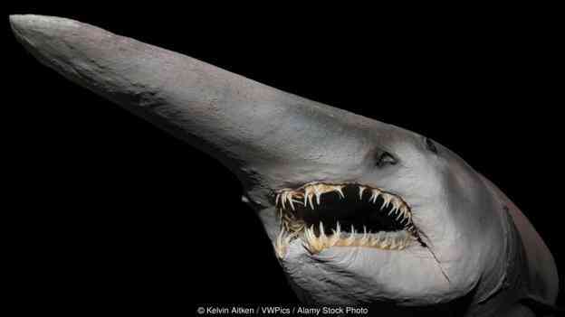 现实版"宠物小精灵":蠢萌而聪明的小飞象章鱼[8]- 中国日报网