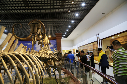 网媒聚焦青冈:古生物化石从遥远的历史走来-