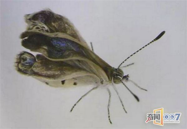 日本核辐射并未结束，动植物畸变出现双头猫