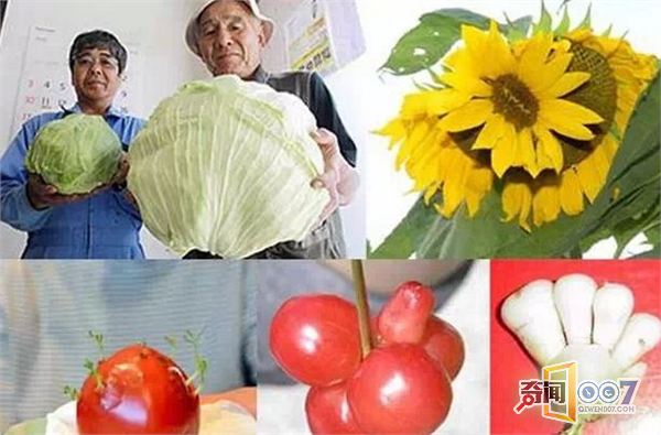 日本核辐射并未结束，动植物畸变出现双头猫