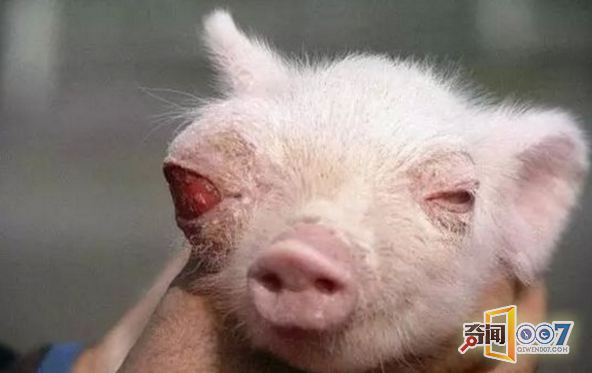 日本核辐射并未结束，动植物畸变出现双头猫