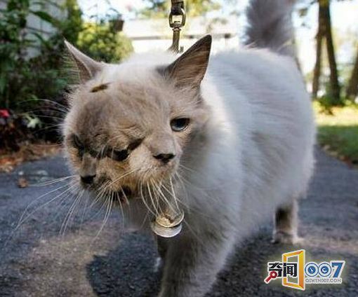 日本核辐射并未结束，动植物畸变出现双头猫