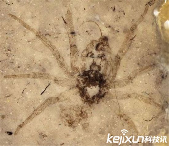 人类历史上发现的六大最奇特化石 史前巨蟒生吞恐龙