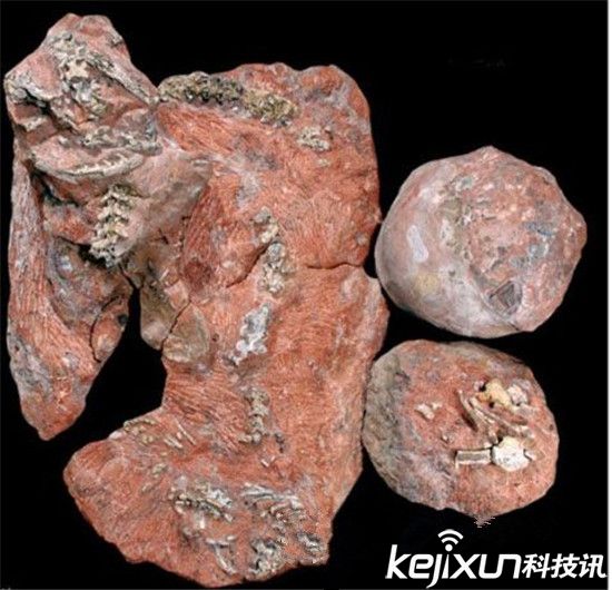 人类历史上发现的六大最奇特化石 史前巨蟒生吞恐龙