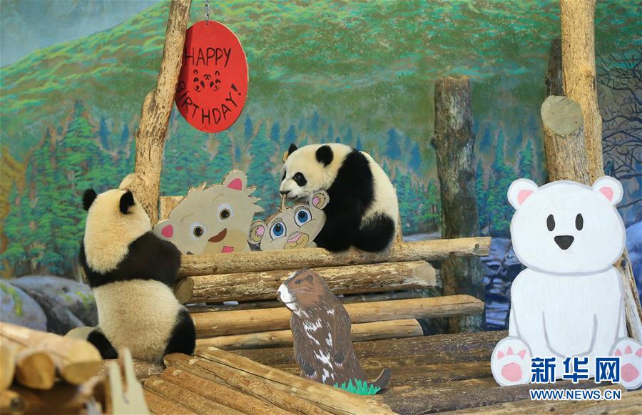 加拿大出生的龙凤胎熊猫宝宝欢庆周岁（图）