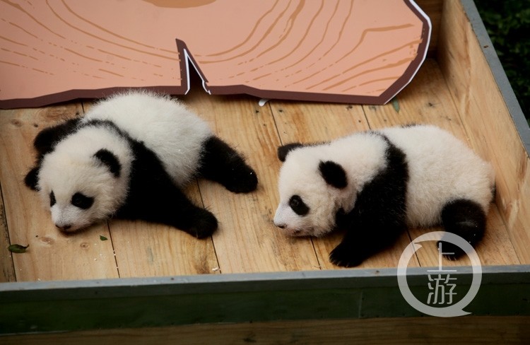 重庆动物园的大熊猫龙凤胎满百天了 呆萌啦