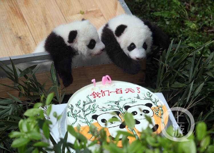 重庆动物园的大熊猫龙凤胎满百天了 呆萌啦