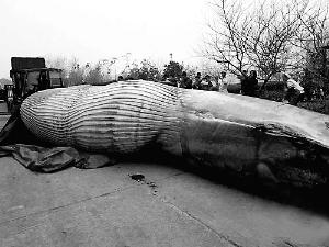 8吨重的鲸鱼被肢解喂狗？当事人：捞上来就是死的