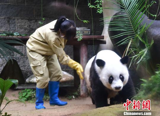 现存圈养最高寿大熊猫“巴斯”将创世界吉尼斯记录