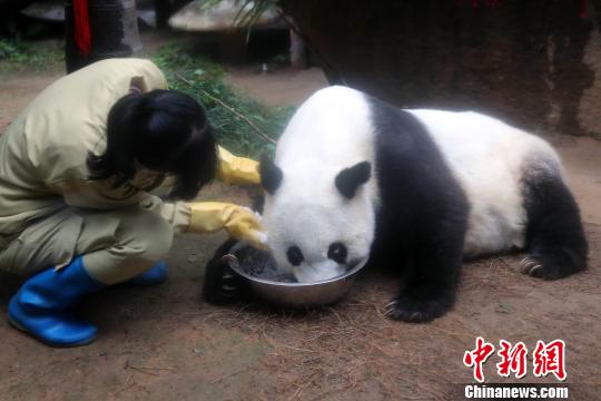 现存圈养最高寿大熊猫“巴斯”将创世界吉尼斯记录