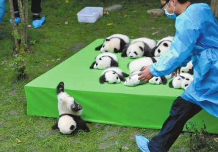 厉害了！熊猫宝宝一摔就摔进世界最佳照片(图)