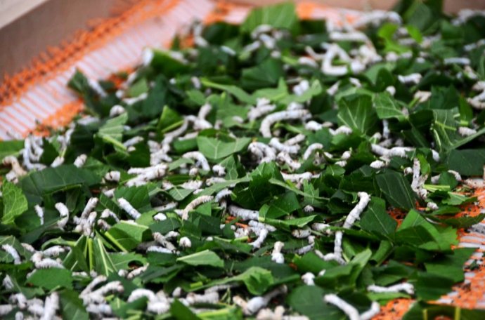 高校开小龙虾专业 盘点国内外十五大奇葩专业