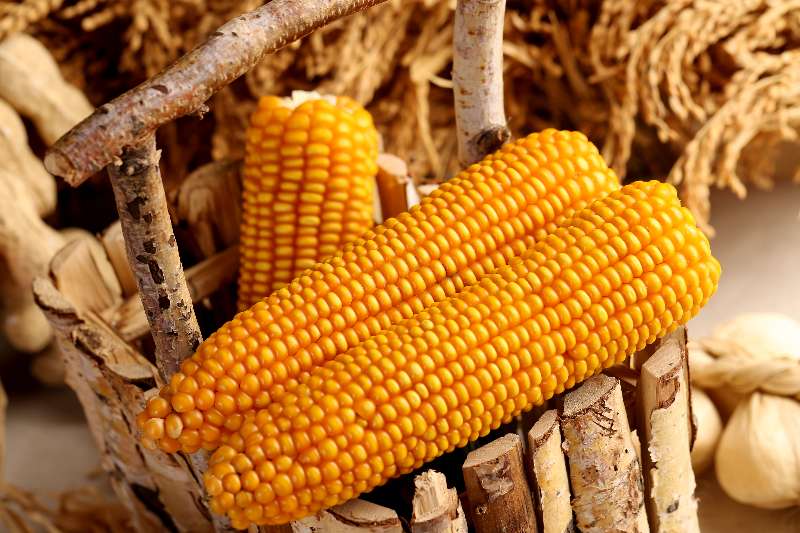 德美亚被国家玉米产业体系推荐为东北地区优