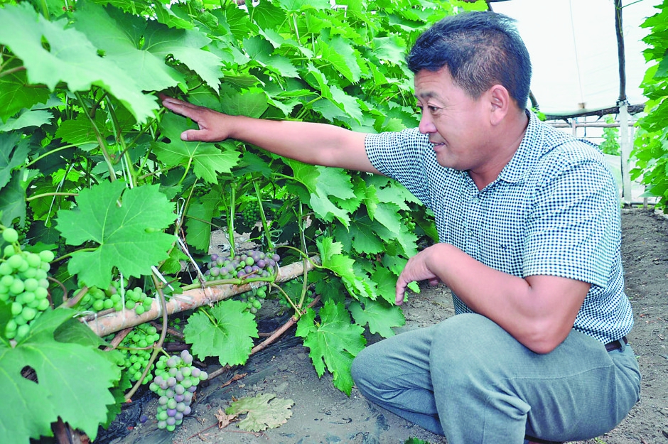 绿+特 领跑七台河农业转型发展-东北网黑龙江