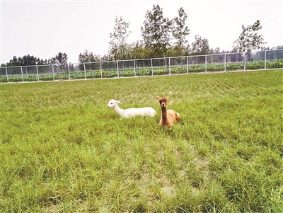 河南一学校斥资百万建动物园:有羊驼、梅花鹿(图)