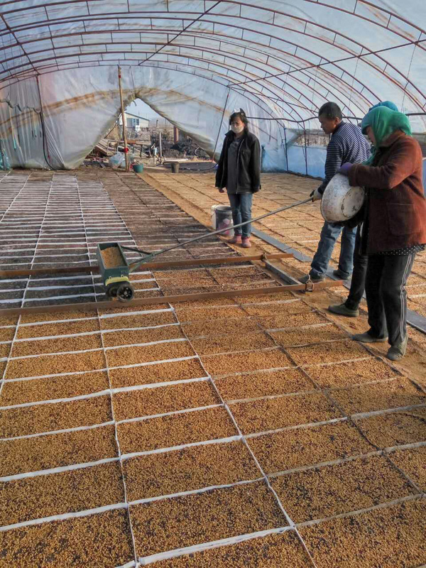 明德乡水稻育苗工作已近尾声