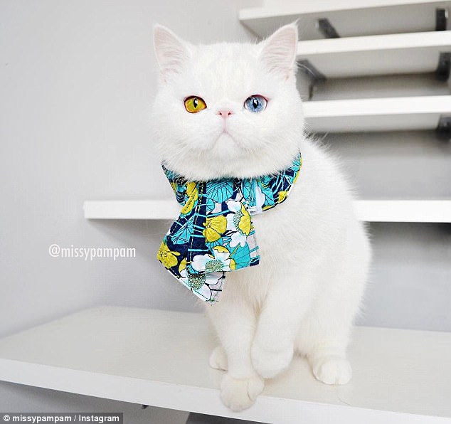 小巧可爱！国外蓝绿异瞳猫咪走红网络