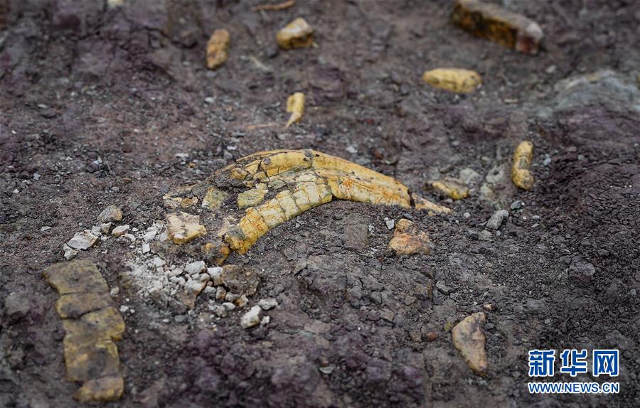 吉林延吉龙山恐龙化石群进行系统发掘