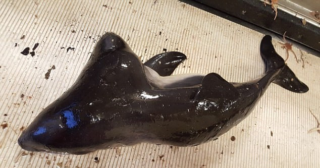 荷兰渔民意外发现全球首只双头鼠海豚(组图)