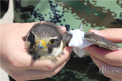 边防支队肇兴边防派出所官兵救助了一只受伤的国家二级保护动物鸟鹰
