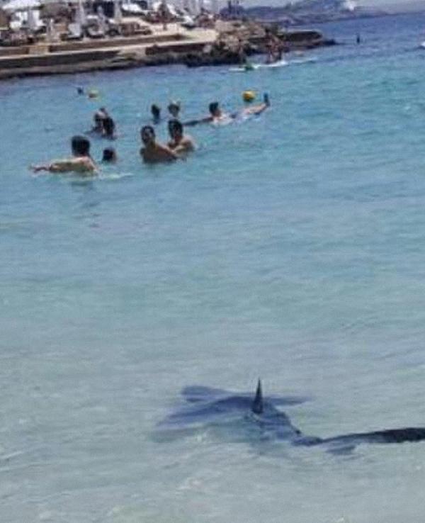 西班牙海滩鲨鱼冲上岸 游客正在海里玩水(组图)