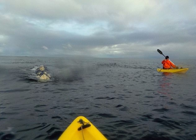 幸运！国外两兄弟划皮划艇偶遇罕见南露脊鲸