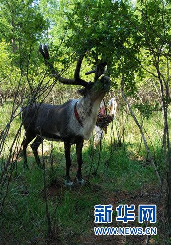 中国“最后的狩猎部落”：带着驯鹿参加运动会