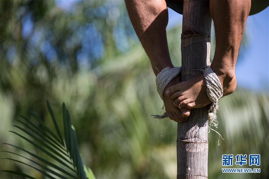探寻巴西“超级水果”阿萨伊(高清组图)