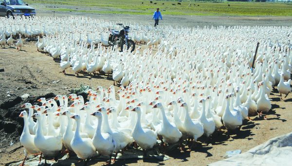 鑫龙江大鹅养殖合作社利润可观