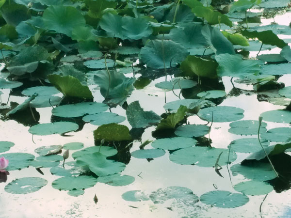 水草泛滥死鱼漂浮荷叶被蛀劳动湖怎么了