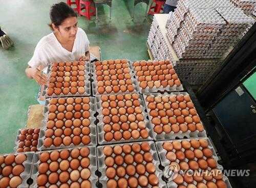 韩食品部:60家绿色无公害环保养鸡场检出 毒鸡