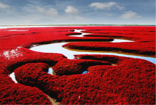 盘锦市西南海滨,是由大片红色的碱蓬草形成的著名湿地,红海滩国家风景
