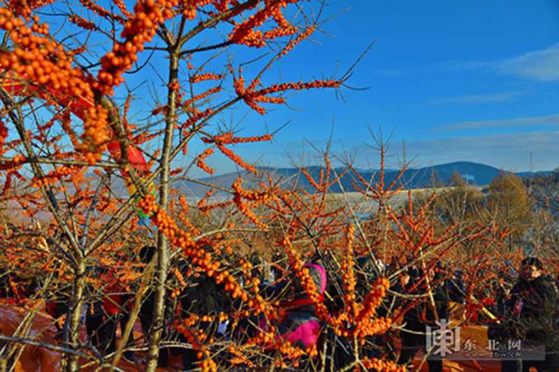 牡丹江市林口县举办首届沙棘采摘文化节图片