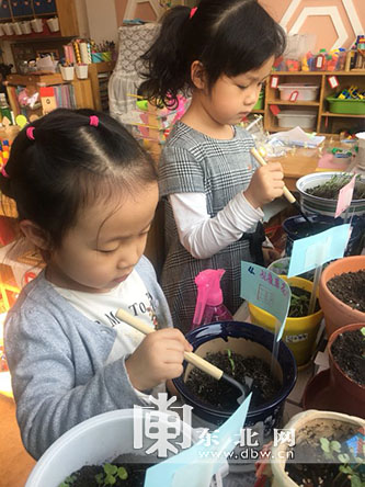 哈尔滨尚志幼儿园组织开展种植活动 让孩子感